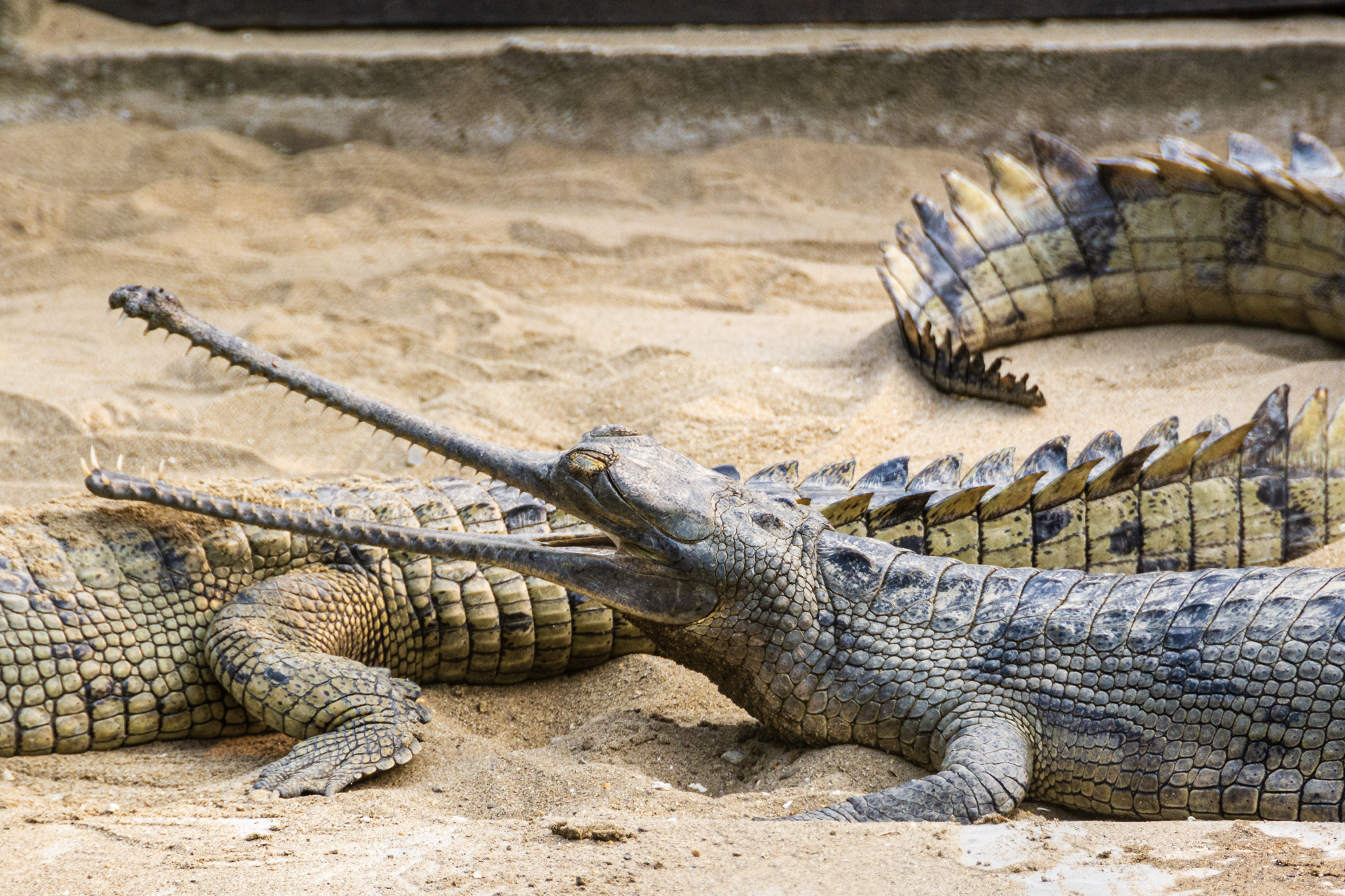 Chitwan Crocodile Breeding Project